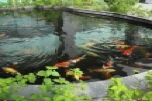 🐟 Кормушка для рыбы Fish Feeder WSQ-01