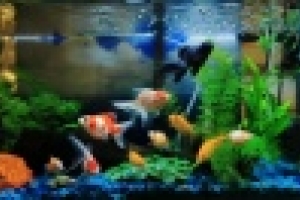 🐠 Успех в аквариумистике зависит от баланса, и ключевую роль в его поддержании играет незаменимое устройство — аквариумная помпа. Если фильтр — это легкие аквариума, то помпа — его сердце, которое обеспечивает циркуляцию воды, без которой жизнь в стеклянн