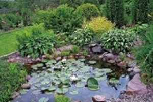 🌱Что посадить в пруду и рядом с ним?