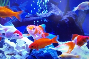 🐠Нагреватели для аквариумов: как выбрать + 5 популярных моделей