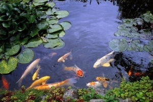 🐠 Компрессоры нужны для обогащения прудовой воды кислородом — это создает благоприятную среду для обитателей водоема. Кислородное голодание очень сильно сказывается в жаркие летние дни и под коркой льда, когда ускоряются процессы гниения донных отложений