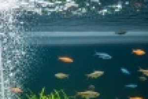 🐟Помпа течения SunSun CW-110 — это отличное решение для создания комфортного и здорового мира для ваших рыбок. Она обеспечивает непрерывное и равномерное течение воды в аквариуме, что помогает поддерживать оптимальный баланс кислорода и питательных вещест