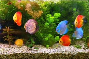 🐟 Умное устройство для комфортного роста и развития рыбок и растений в аквариуме