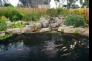 💦🐟 Причины помутнения воды в пруду и простые способы вернуть прозрачность