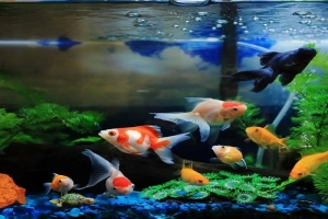 🐟 Эффективный помощник в очистке воды в аквариуме