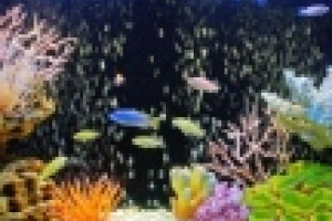 🐟 Эффективный помощник в очистке воды в аквариуме