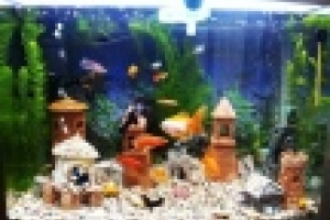 🐠 С помощью готовых дизайнерских наборов можно быстро создать красивую обстановку в аквариуме.