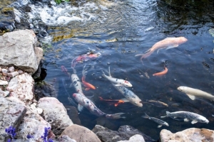 🐠 FD-55 Jebao — автоматическая кормушка для рыбы, которая может использоваться для автоматического кормления до 6 раз в день.