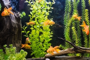 🐟 Умное устройство для комфортного роста и развития рыбок и растений в аквариуме