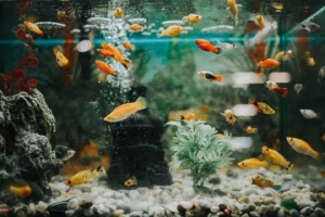 🐠 Насос серии XQP — многофункциональный аквариумный погружной насос для фильтрации. Современный вид с сочетанием высокой производительности и низкого энергопотребления. Универсальный ультра-тихий насос с регулируемым потоком используется как в аквариумах,