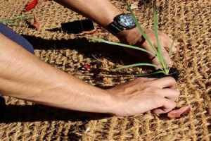 🌱Кокосовые маты используют для высадки растений на берегу пруда. Также с их помощью можно скрыть кабель или шланг либо оформить беседку, террасу, перголу.