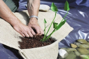 🌿Как высаживать растения в пруду с разноуровневым дном?
